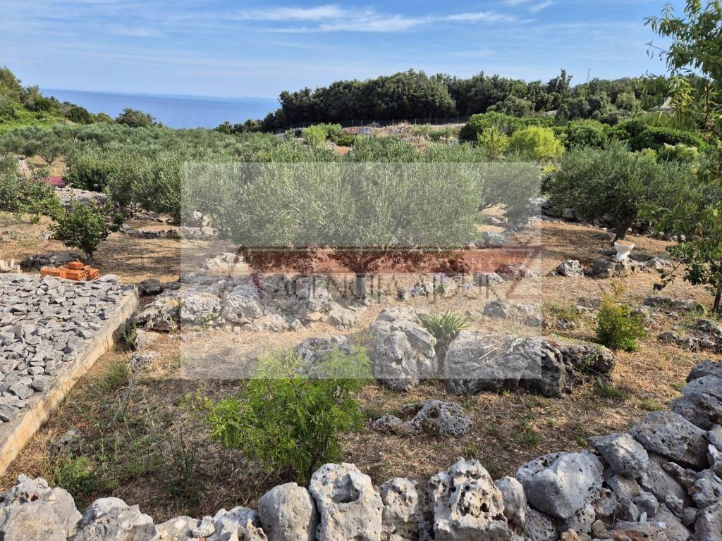 Vis, Rogacic