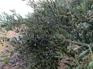 Poljoprivredno zemljište, Prodaja, Supetar, Supetar