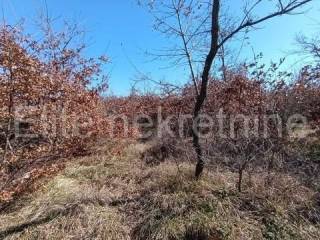 Poljoprivredno zemljište, Prodaja, Vodnjan, Gajana