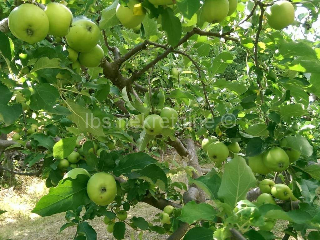 Građevinsko zemljište, Prodaja, Hrvace, Gornji Bitelić