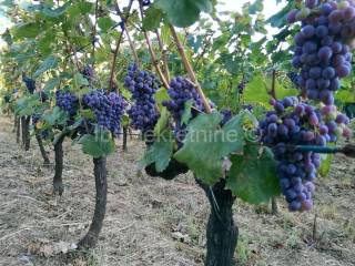 Građevinsko zemljište, Prodaja, Hrvace, Gornji Bitelić