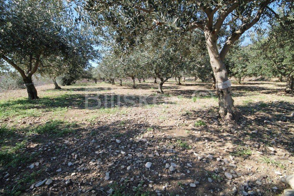 Poljoprivredno zemljište, Prodaja, Kaštela, Kaštel Štafilić