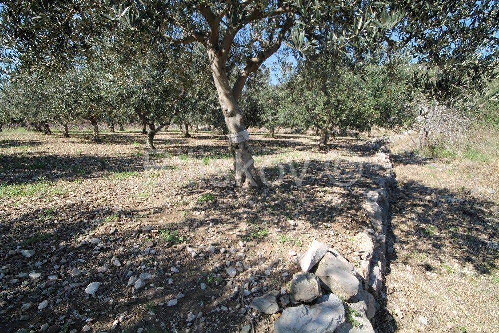 Poljoprivredno zemljište, Prodaja, Kaštela, Kaštel Štafilić