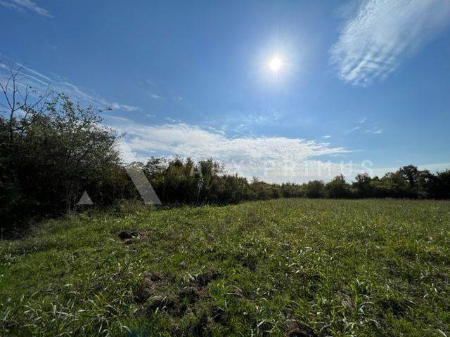 Poljoprivredno zemljište, Prodaja, Buje, Buje