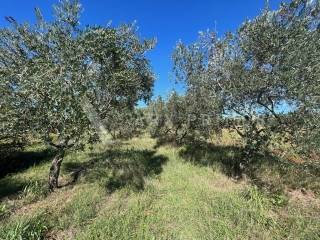 Poljoprivredno zemljište, Prodaja, Umag, Babići