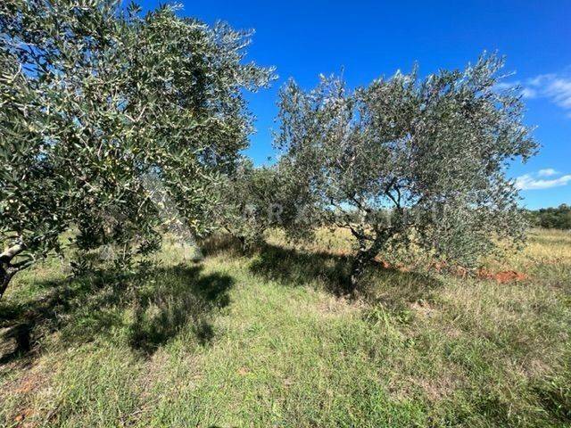 Poljoprivredno zemljište, Prodaja, Umag, Babići