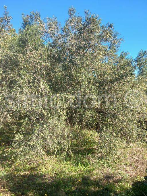 Poljoprivredno zemljište, Prodaja, Blato, Prižba