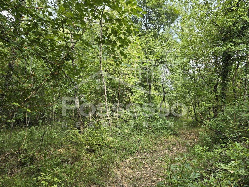 Buzet, Rocko Polje