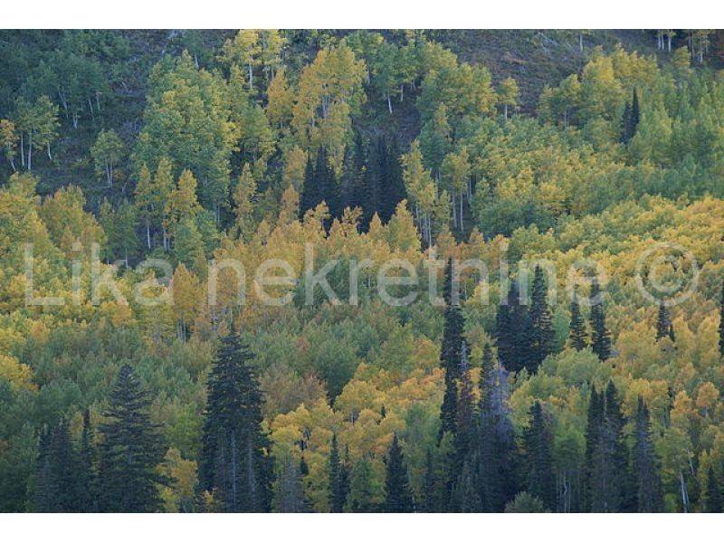 šuma, Prodaja, Plitvička jezera, Gornji Babin Potok