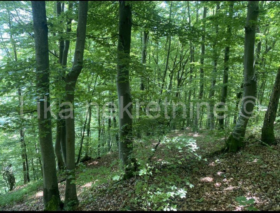 Šuma, Prodaja, Otočac, Sinac