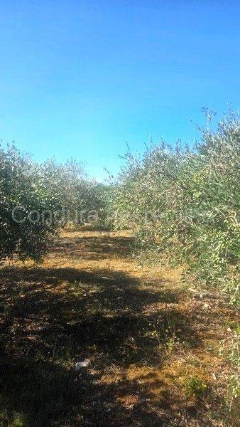 Poljoprivredno zemljište, Prodaja, Vir, Vir