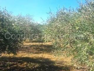 Poljoprivredno zemljište, Prodaja, Vir, Vir