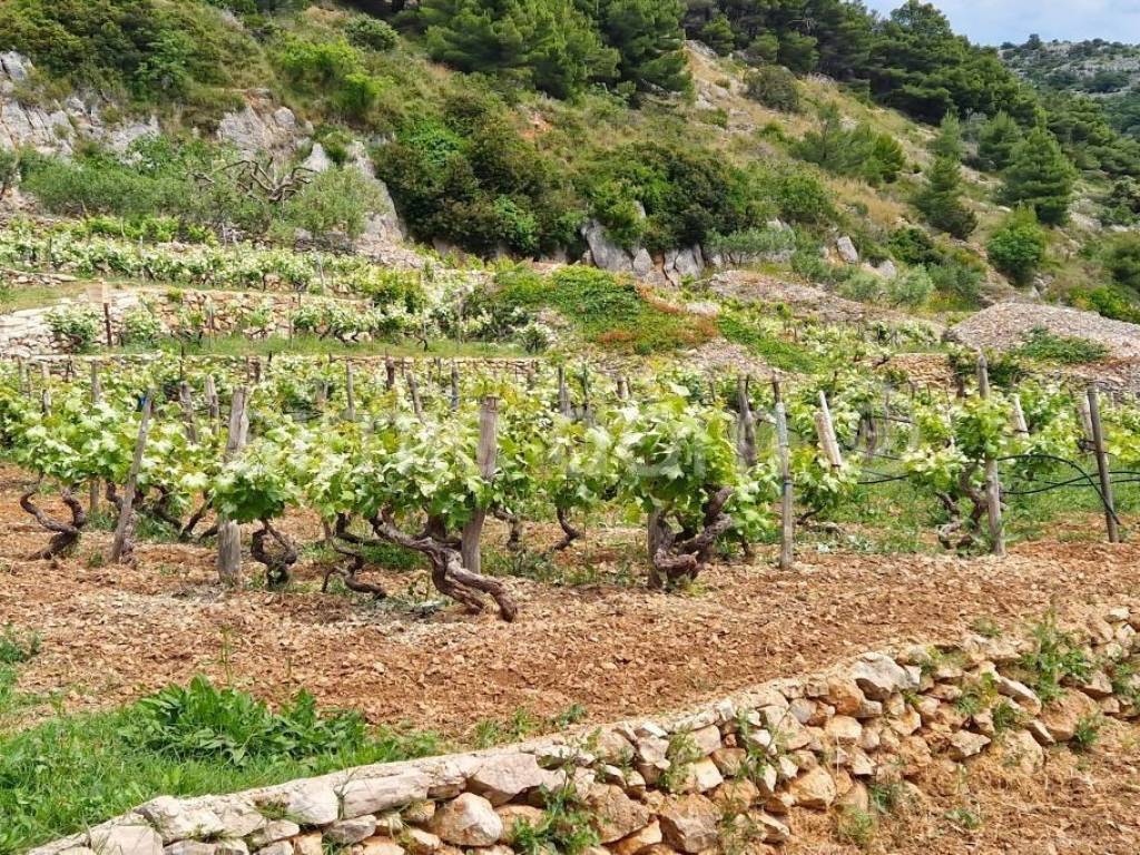 Poljoprivredno zemljište, Prodaja, Bol, Bol