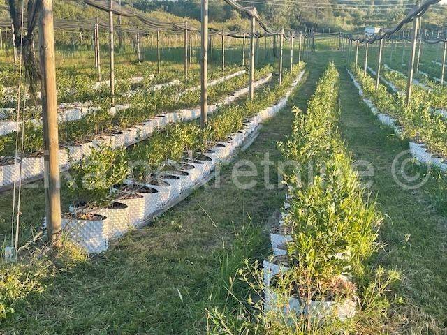 Obiteljsko imanje, Prodaja, Pisarovina, Dvoranci