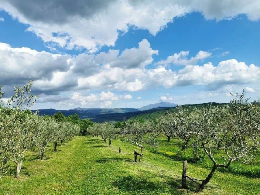 Poljoprivredno zemljište, Prodaja, Tar-Vabriga, Tar