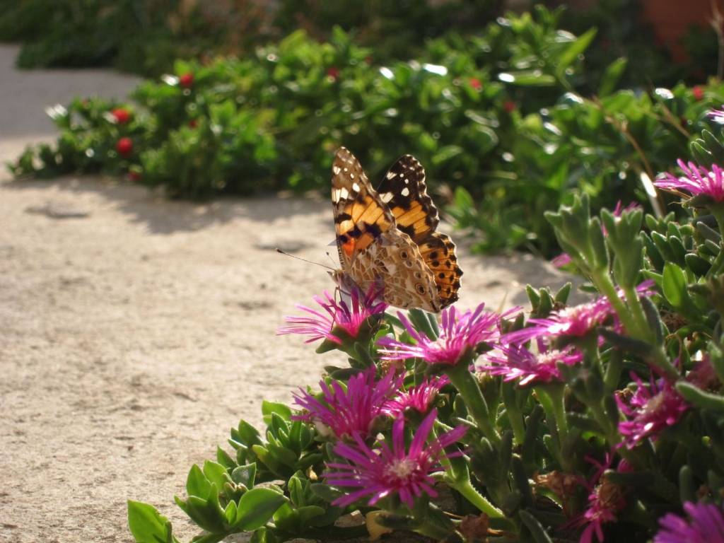 Samostojeća kuća, Prodaja, Šibenik - Okolica, Žirje