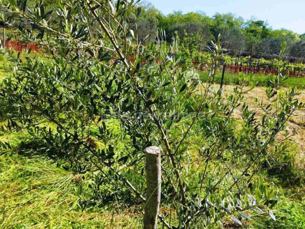 Poljoprivredno zemljište, Prodaja, Marčana, Marčana