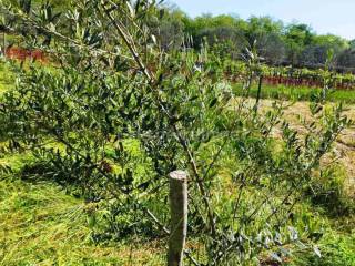 Poljoprivredno zemljište, Prodaja, Marčana, Marčana