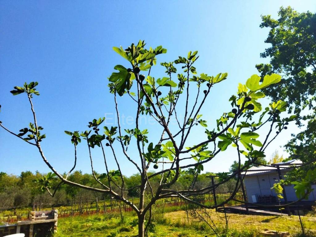 Poljoprivredno zemljište, Prodaja, Marčana, Marčana
