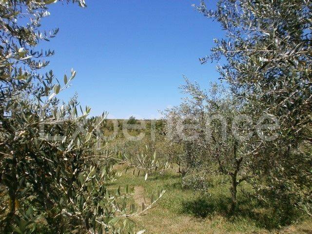 Samostojeća, Prodaja, Vižinada, Vižinada