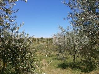 Samostojeća, Prodaja, Vižinada, Vižinada