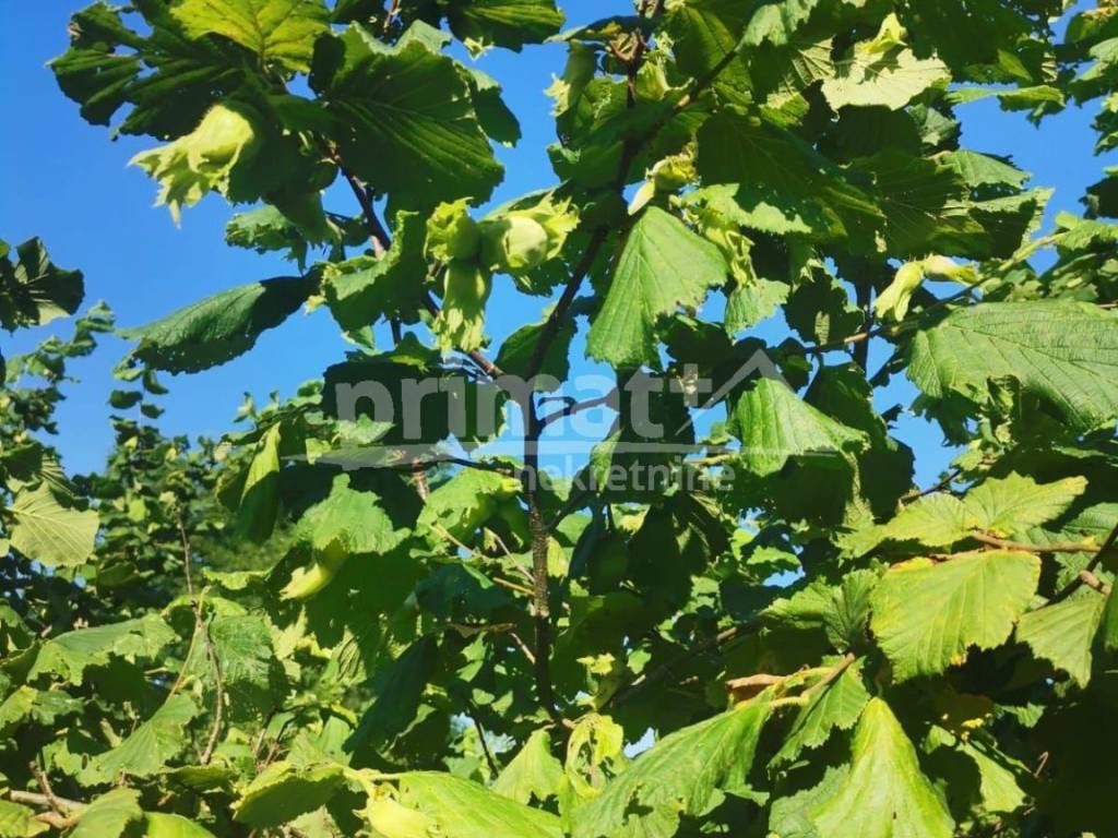 Kuca, Prodaja, Plaski, Lapat