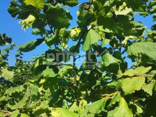 Kuca, Prodaja, Plaski, Lapat