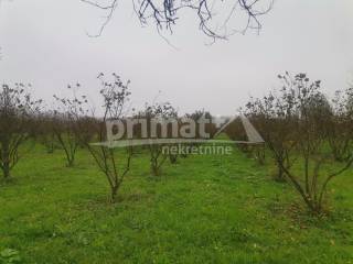 Kuca, Prodaja, Plaski, Lapat