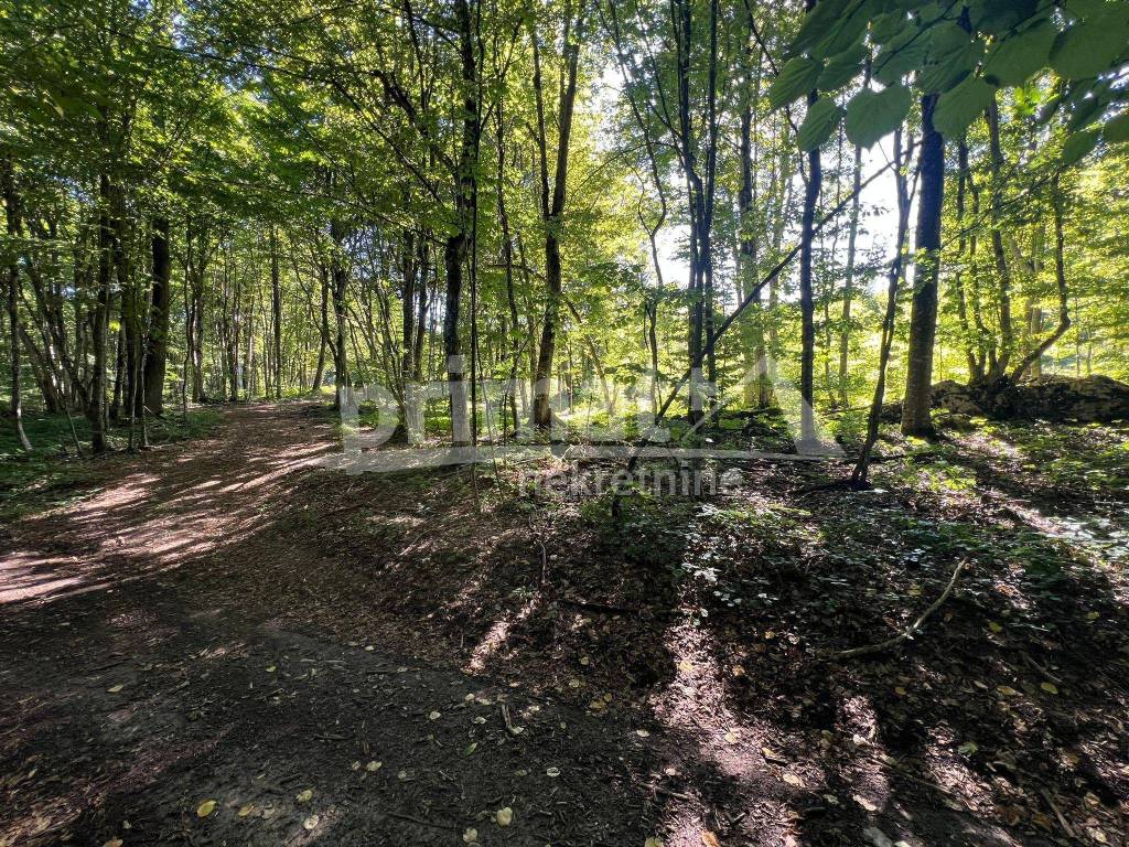 Suma, Prodaja, Ogulin, Ogulin