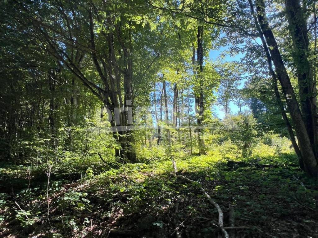 Suma, Prodaja, Ogulin, Ogulin