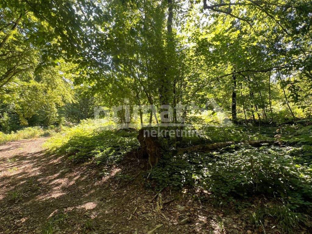 Suma, Prodaja, Ogulin, Ogulin