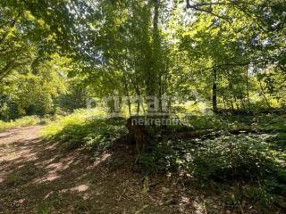 Suma, Prodaja, Ogulin, Ogulin