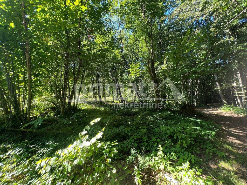 Suma, Prodaja, Ogulin, Ogulin