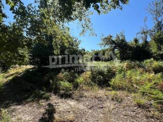 Suma, Prodaja, Ogulin, Ogulin