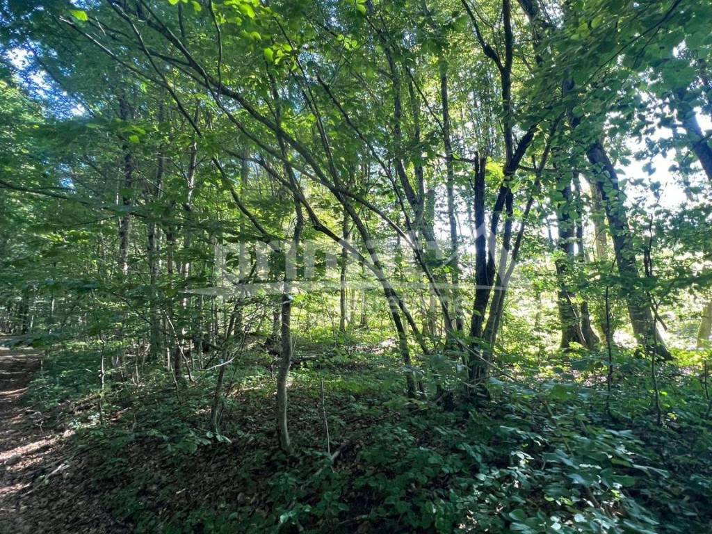 Suma, Prodaja, Ogulin, Ogulin