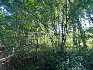 Suma, Prodaja, Ogulin, Ogulin