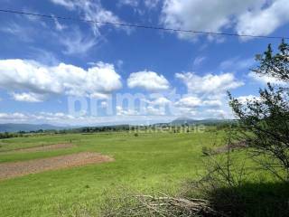 Rusevina, Prodaja, Plaski, Janja Gora