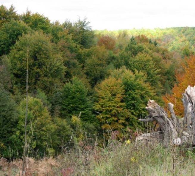 suma, Prodaja, Josipdol, Munjava