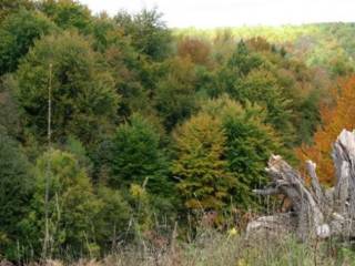 suma, Prodaja, Josipdol, Munjava