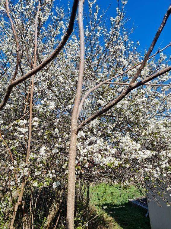 Obiteljska kuća, Prodaja, Vir, Vir