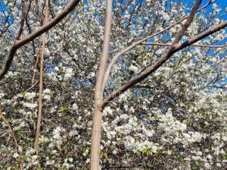 Obiteljska kuća, Prodaja, Vir, Vir