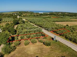 Poljoprivredno zemljište, Prodaja, Tar-Vabriga, Vabriga