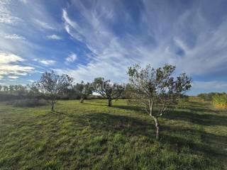 Zemljište - ostalo, Prodaja, Vrsi, Vrsi
