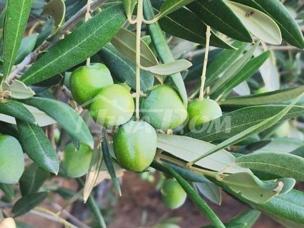 Poljoprivredno zemljište, Prodaja, Ražanac, Radovin