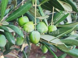 Poljoprivredno zemljište, Prodaja, Ražanac, Radovin