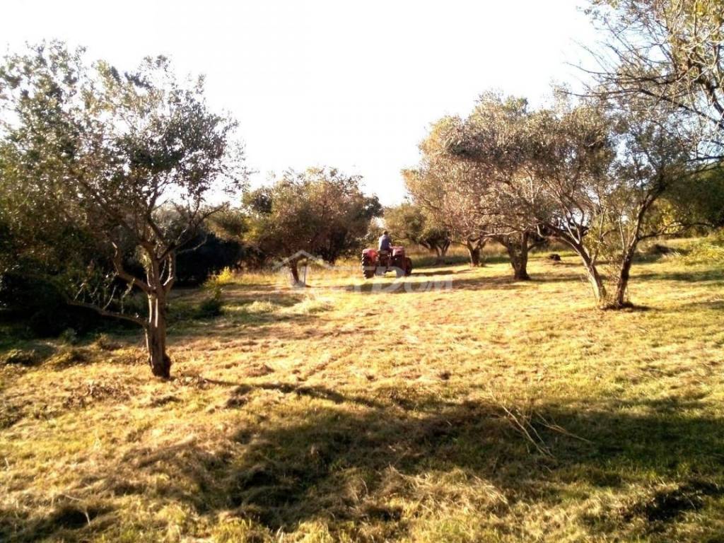 Poljoprivredno zemljište, Prodaja, Ražanac, Radovin