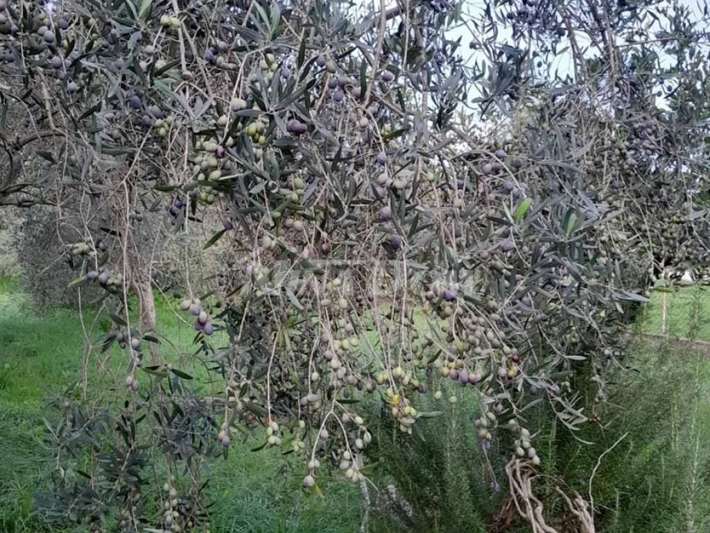 Kuća na moru, Prodaja, Preko, Ugljan