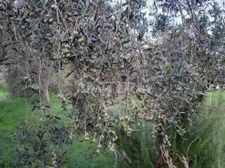 Kuća na moru, Prodaja, Preko, Ugljan