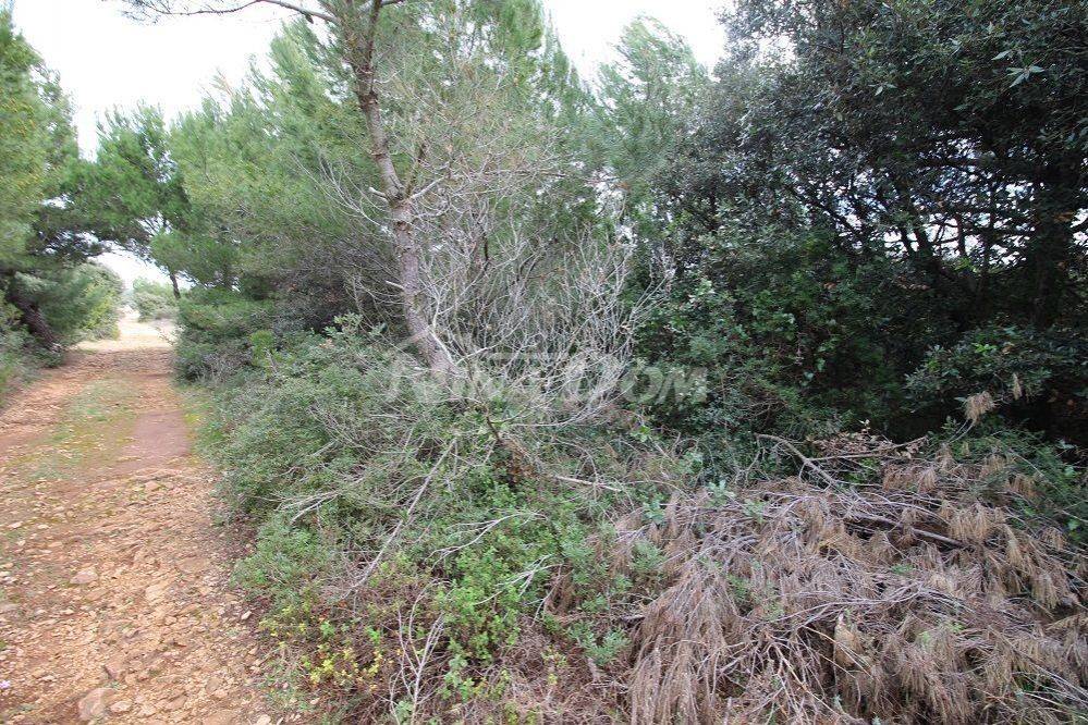 Poljoprivredno zemljište, Prodaja, Vir, Vir