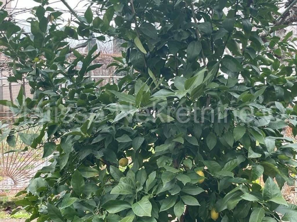 Samostojeća kuća, Prodaja, Fažana, Fažana